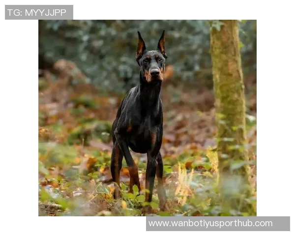 伊萨克花费三万镑购杜宾犬护卫自遭死亡威胁后安全措施升级